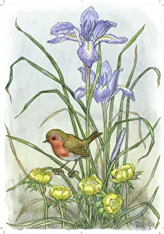 Aconites: Robin with aconites and iris