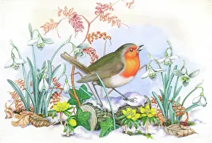Snowdrops: Robin with aconites and snowdrops in snow