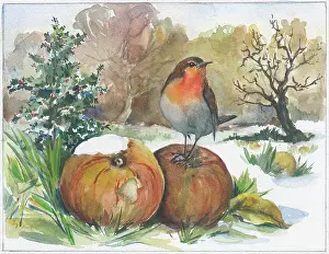 Orton: Robin on an apple in the snow