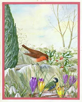Crocuses: Robin and blue tit with crocuses and snowdrops