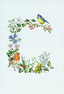 Aconite: Robin and Blue Tit with, holly, mistletoe etc