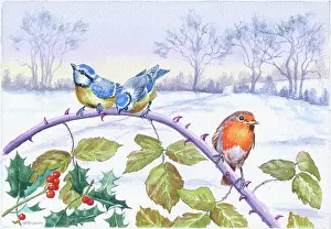 Brambles: Robin and two Blue Tits on brambles