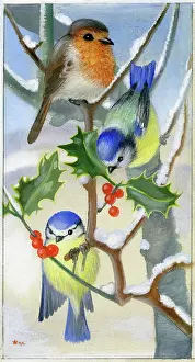 Tits: Robin and blue tits on holly branch