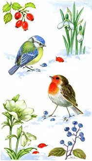 Bluetit: Robin and Bluetit in the snow