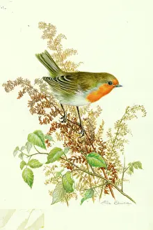 Bracken: Robin on Bracken