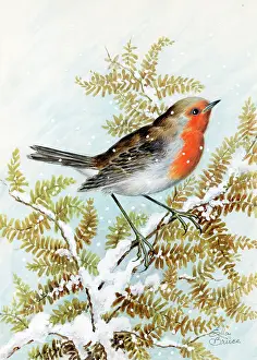 Bracken: Robin on bracken in the snow