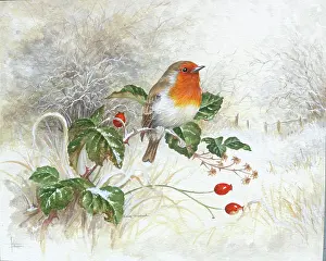 Brambles: Robin on brambles with rose hips
