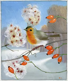 Heda: Robin on a branch with hose-hips