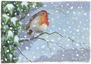 Samaraweera: Robin on a branch with ivy and snow