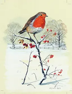 Jeavons: Robin on Branch with Red Berries