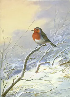 Rickman: Robin on a branch in the snow