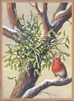 Marius: Robin on branch of a snow-covered tree
