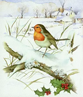 Flavell: Robin on Branch with snowy view behind