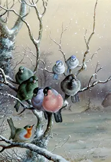 Greenfinch: Robin, Bullfinch, Greenfinch, etc in Winter