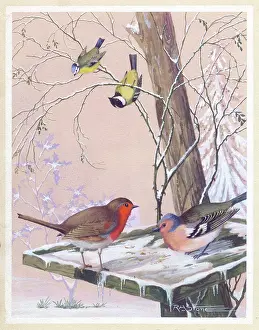 Tits: Robin and Chaffinch on a bird table