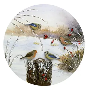 Hervey: Robin, Chaffinch and Blue Tits