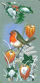 Physalis: Robin on Chinese Lanterns