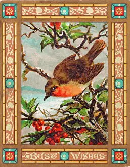 Redbreast: Robin on a Christmas card