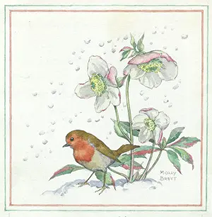 Helleborus: Robin and Christmas rose
