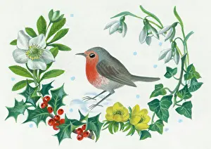 Cute Christmas: Robin with Christmas rose, holly, aconites