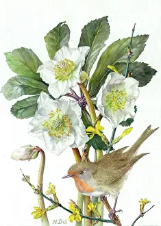 Jessamine: Robin with Christmas Roses and Jessamine