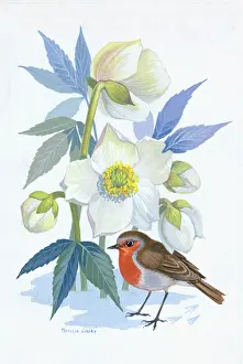Caley: Robin with Christmas roses in the snow