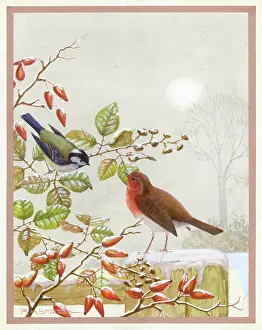 Rosehips: Robin and coal tit with rosehips in the snow