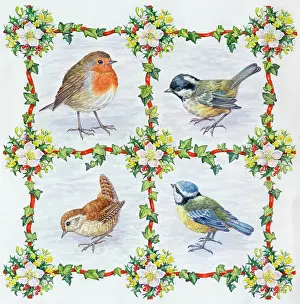 Jasmine: Robin, coal tit, wren and blue tit in the snow