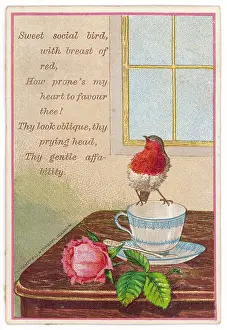 Thee: ROBIN ON CUP