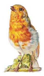 Redbreast: Robin on a cutout Christmas card