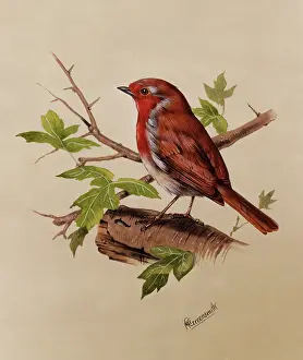 Erithacus: Robin (Erithacus rubecula)
