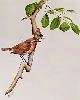 Erithacus: Robin (Erithacus rubecula)