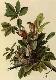 Clusters: Robin Family