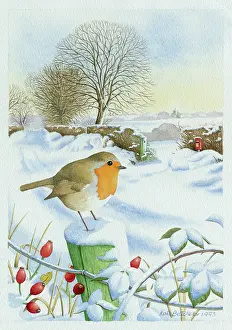 Batchelor: Robin on a fence post in the snow with hips
