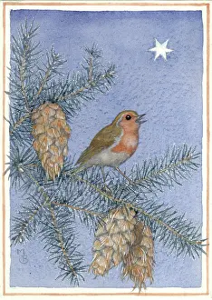 Medici Society (molly Brett): Robin with fir cones and star
