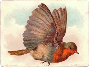 Redbreast: Robin in flight on a Christmas card