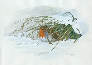 Clump: Robin fluffed up under a clump of snowy grass