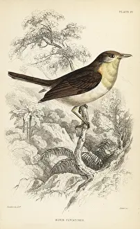Muscicapa: Robin flycatcher, Muscicapa rubecola