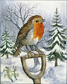 Whitaker: Robin on a fork handle in the snow