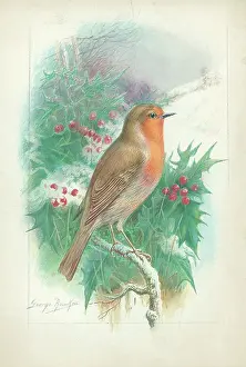 Rankin: Robin