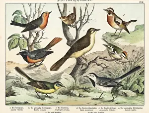 Redstart: Robin, goldcrest, wren, etc