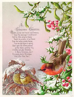 Redbreast: Robin and two great tits on a Christmas card