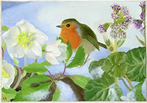 Heda: Robin on hellebores