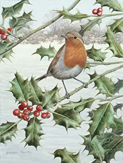 Turvey: Robin on Holly