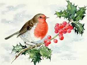 Bough: Robin on a holly bough with berries and snow