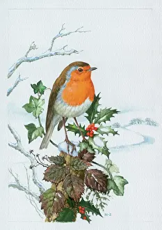 Brambles: Robin on Holly with Brambles