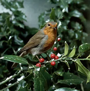 Gadsby: Robin on a Holly Branch