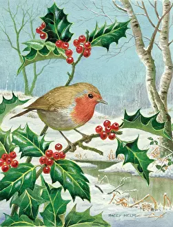 Racey: Robin on holly branch by a river in a snow