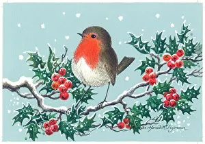 Robin on a holly branch in snow