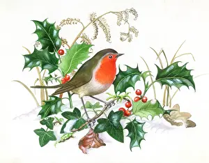Sherbourne: Robin with Holly and Ivy